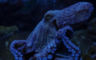 Remarkable Octopus Facts