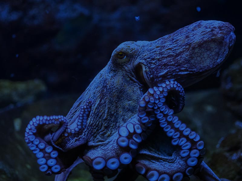 Remarkable Octopus Facts