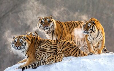 Are Tigers Even Camouflaged? They’re BRIGHT ORANGE