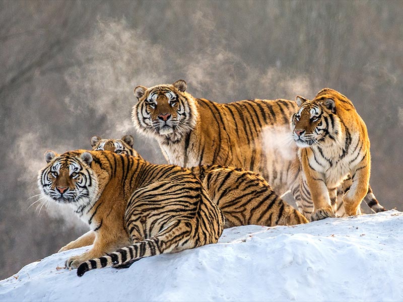 Are Tigers Even Camouflaged? They’re BRIGHT ORANGE