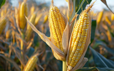 Corn was First Domesticated in Southern Mexico