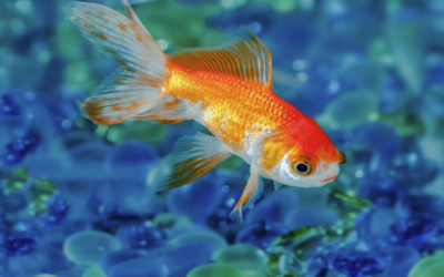 Debunking the Goldfish Myth!