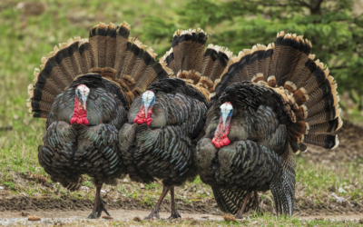 Turkeys were Domesticated by Indigenous People