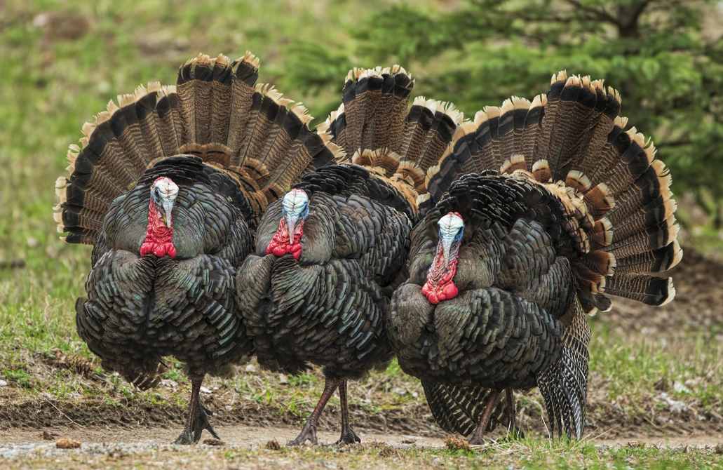 Turkeys were Domesticated by Indigenous People