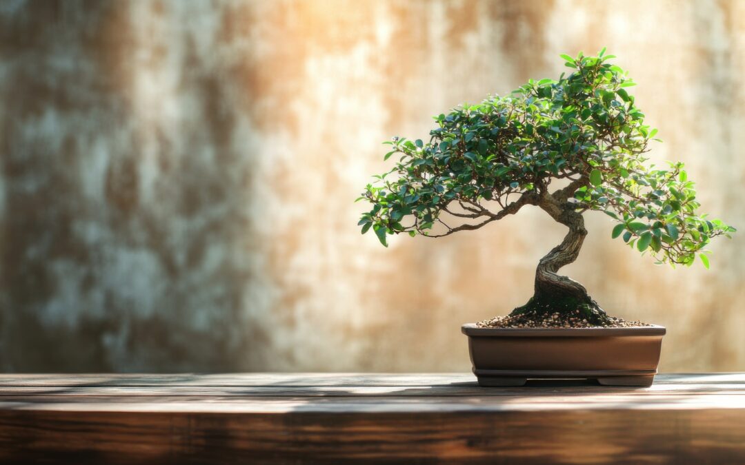 The Art of Bonsai Originated Over 1,000 Years Ago!