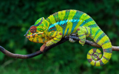 Why Chameleons Change Color: The Science Behind Their Shimmering Skin