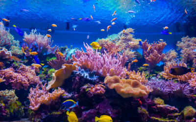 Coral Reefs Provide Home to About 25% of all Marine Species