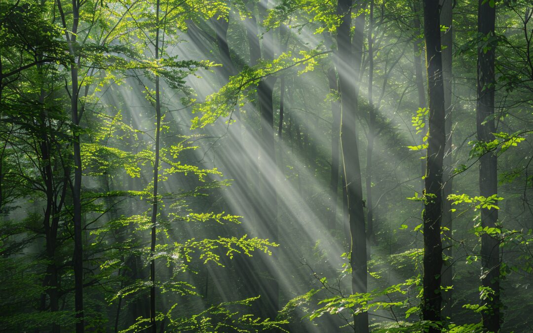 The Healing Power of Forest Bathing: Nature’s Ultimate Therapy