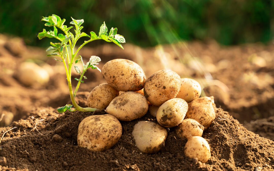 The Potato was First Cultivated Over 7,000 Years Ago!