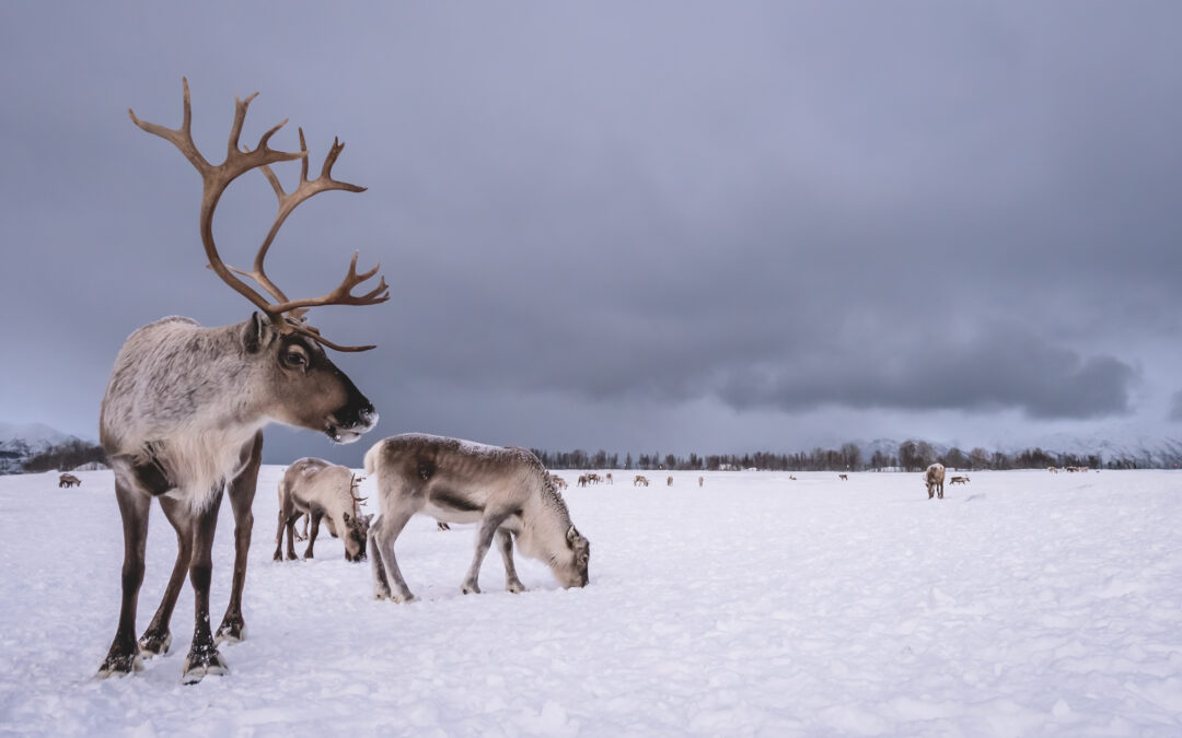 Reindeer: The Arctic’s Amazing Survivors