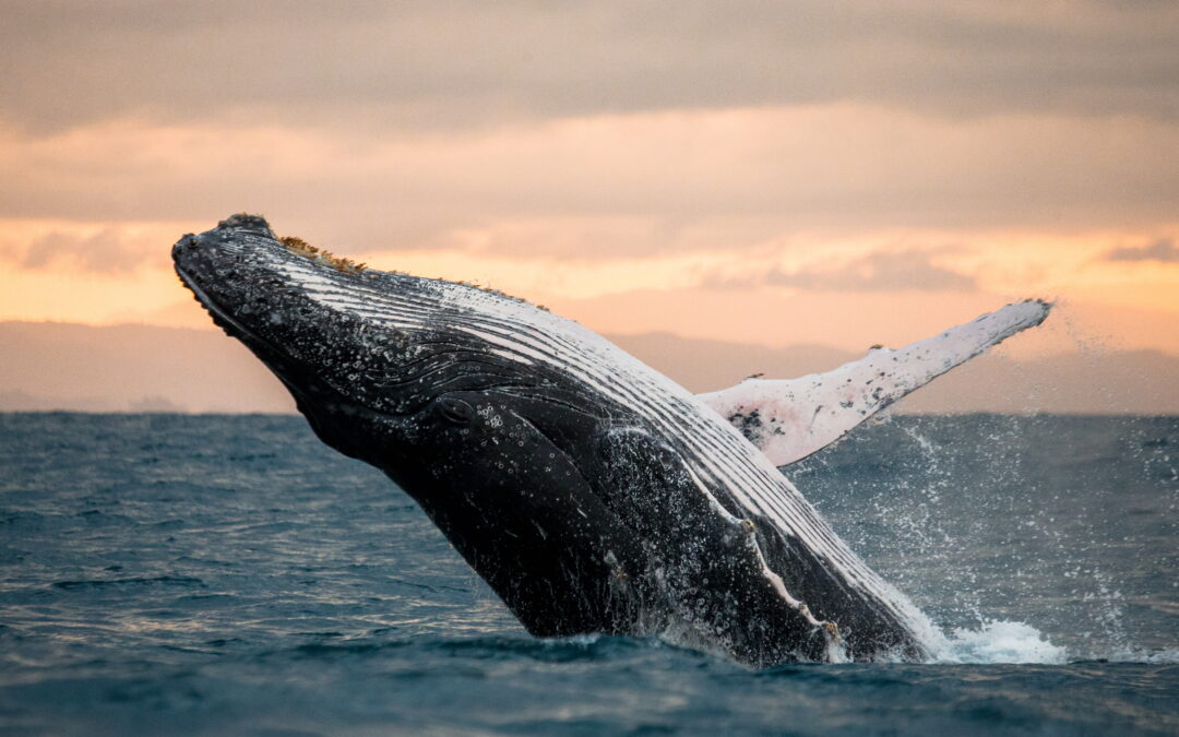 Why Whales Sing: Unlocking the Mystery of Their Oceanic Serenades