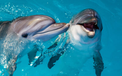 The Secret Language of Dolphins: Chatter Beneath the Waves