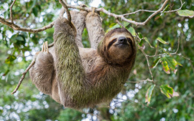 The Secret Life of Sloths: Slow but Surprisingly Smart