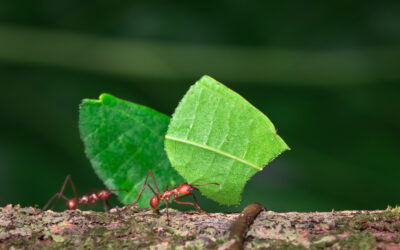 The Amazing Strength of Ants—Tiny Titans of the Animal World