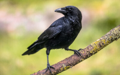 The Remarkable Intelligence of Crows: Nature’s Problem-Solvers