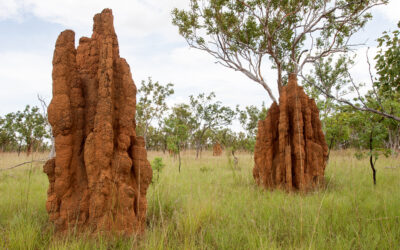 The Remarkable Architecture of Termite Mounds