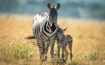 Why Do Zebras Have Stripes? A Tale of Camouflage and Cooling