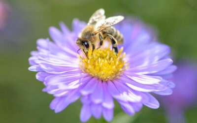 The Secret Life of Bees—Nature’s Master Pollinators