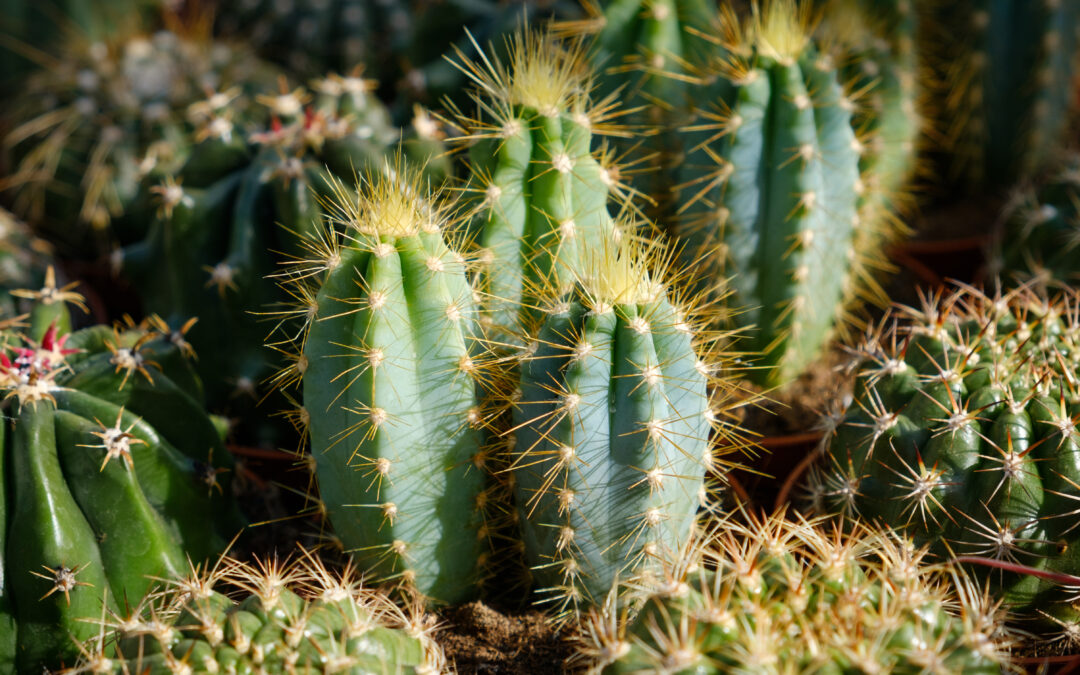 The Secret Life of Cacti—Survivors of the Desert