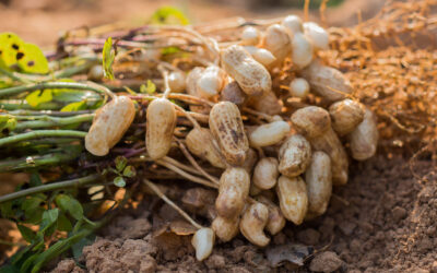 The History of the Peanut—A Versatile Superfood