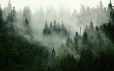 The Science of Fog—Clouds at Ground Level